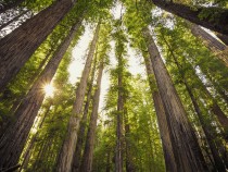 Redwood National Park Facts About Wildlife and History fi