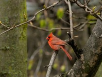 Northern Cardinal perching on a tree during daytime