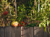 A vegetable garden behind a wooden fence for off grid living